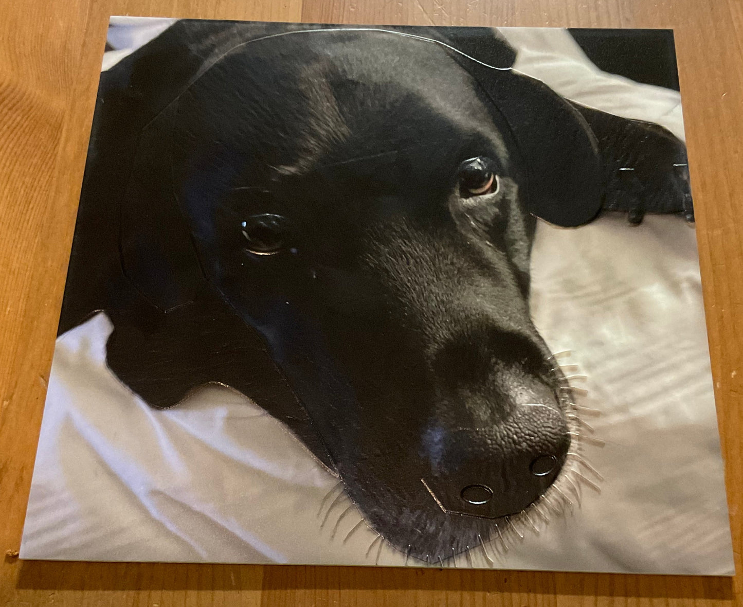 A picture of a guide dog with tactile graphics