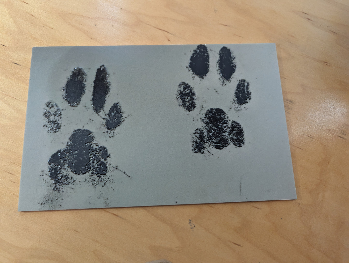 acrylic sheet with tactile black paw prints on it