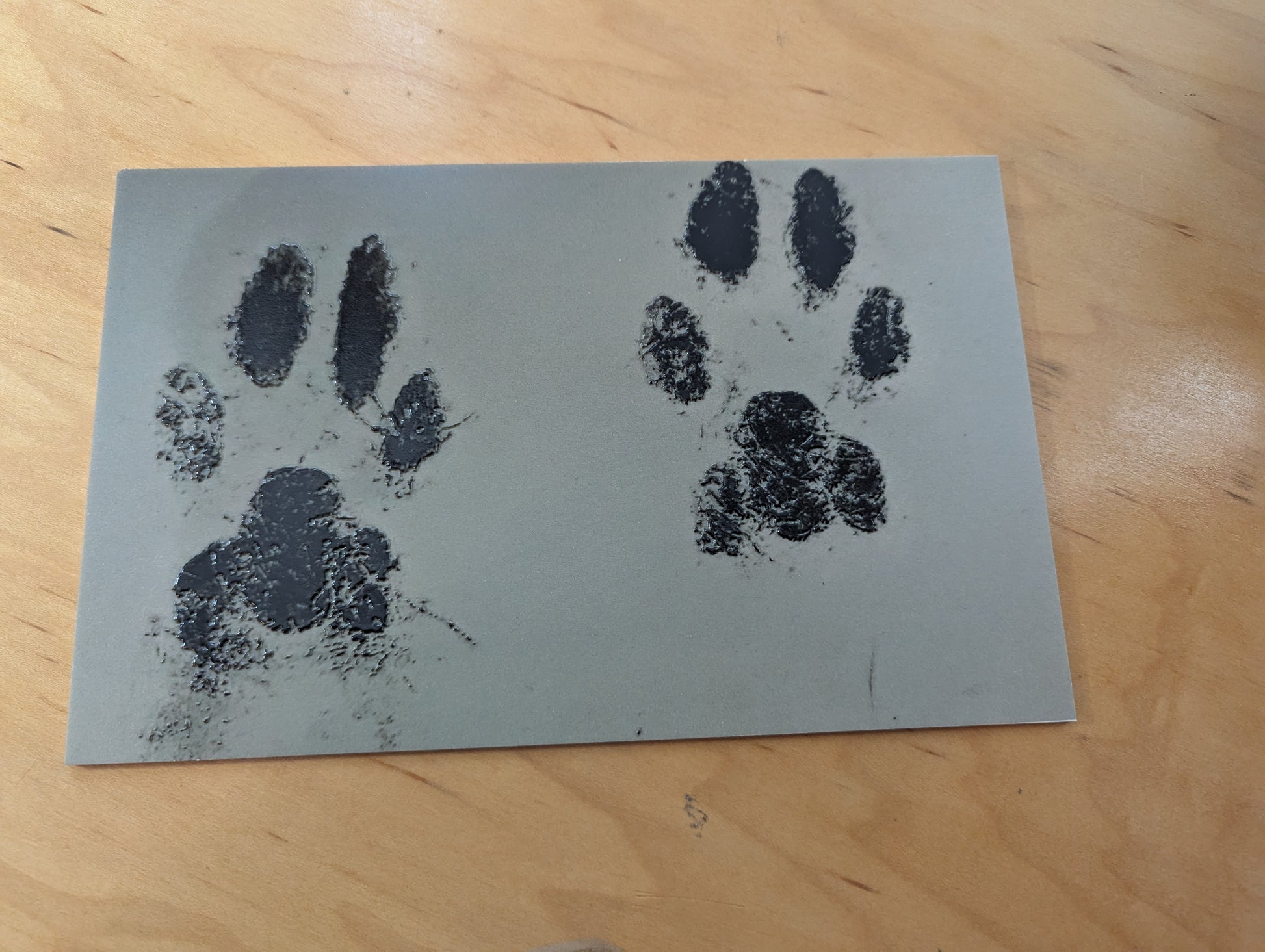 acrylic sheet with tactile black paw prints on it