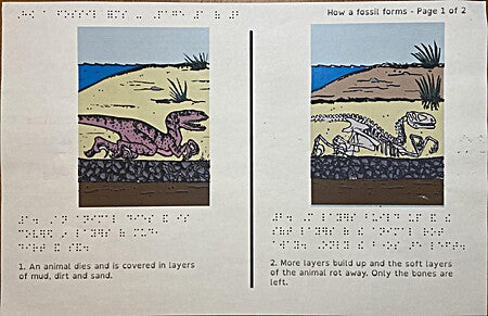 Swellform graphic of fossils